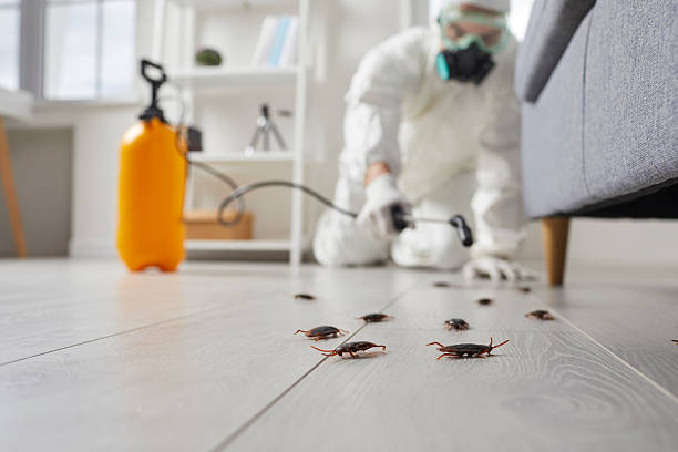 Post-Treatment Bed Bug Interceptor Monitoring in Matamoras